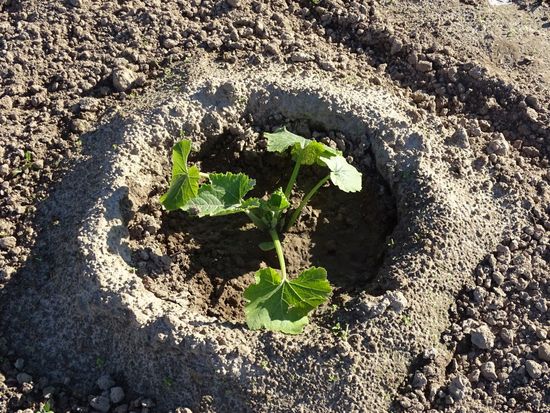 So pflanzt man Kürbise und Zucchini