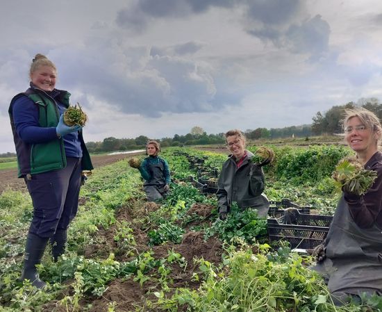 Gärtnerteam Ernte Knollensellerie