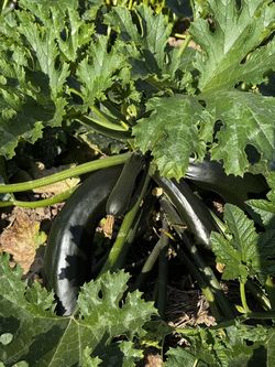 Genussgarten Mangold