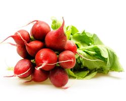 Radieschen