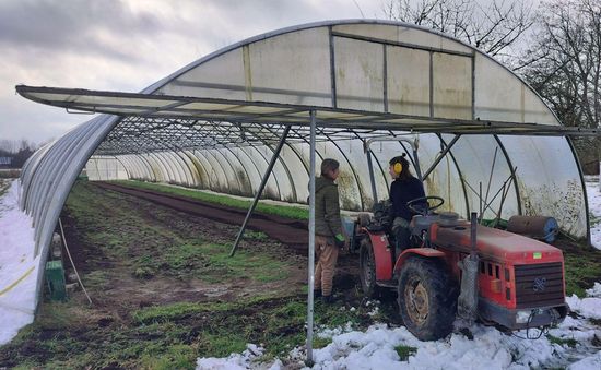 Folientunnel Pflanzungen