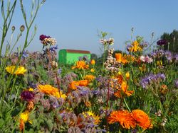 Blumen am Genussgarten