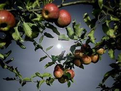 Vollmondapfel Altes Land 