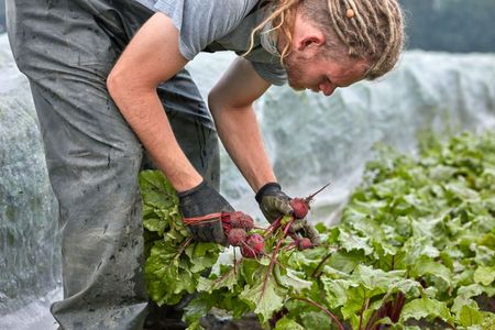 Rote Bete lose vom Hof