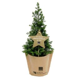 KI generiert: Das Bild zeigt einen kleinen Weihnachtsbaum in einem Topf, der mit einem sternförmigen Schild verziert ist. Das Schild trägt die Aufschrift "Der kleinste Weihnachtsbaum der Welt".