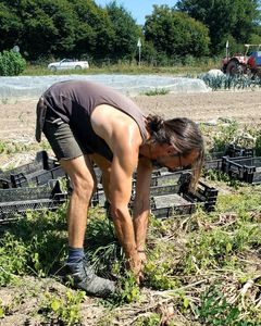 Javier Schalottenernte