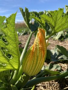 Zucchiniblüten