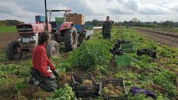 Knollensellerie Acker