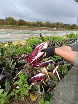 Radicchio auf dem Acker