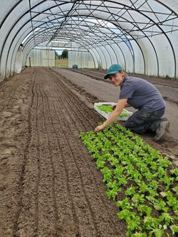 Feldsalat Folientunnel