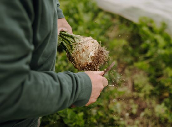 Knollensellerie Ernte