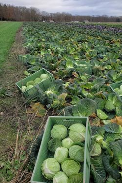 KI generiert: Das Bild zeigt ein Feld mit geerntetem Wirsingkohl, wobei mehrere Plastikkisten mit frisch geernteten Kohlköpfen zu sehen sind. Im Hintergrund ist die weite Fläche des Feldes unter einem bewölkten Himmel erkennbar.
