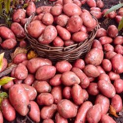 Kartoffeln rotschalig