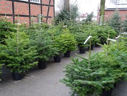 KI generiert: Das Bild zeigt einen beleuchteten Weihnachtsbaum, neben dem eine Person mit einem Lastenfahrrad steht. Das Fahrrad scheint einen weiteren Baum zu transportieren.