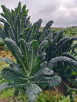 Schwarzkohl auf dem Acker