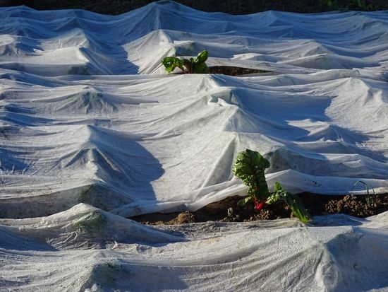 Gemüsebeet mit Vlies