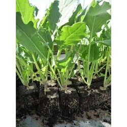 Jungpflanzen vom Hof