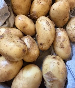 Frühkartoffel