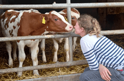 Malin küsst Kuh