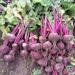 Rote Bete im Bund