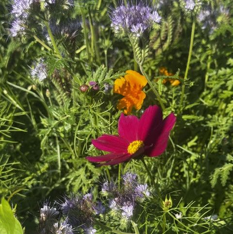 Blümchen Genussgarten
