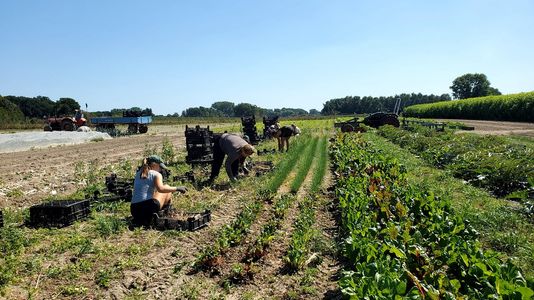 Schalottenernte Acker