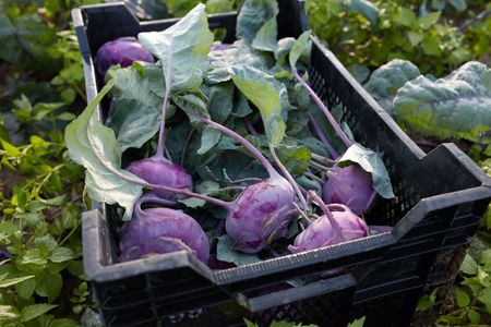 Kohlrabi in Kiste