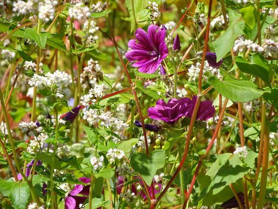 Staudenpaket Blumenwiese
