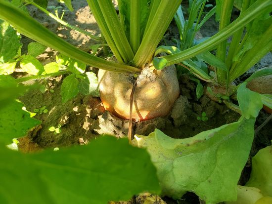 Gelbe Bete vom eigenen Hof