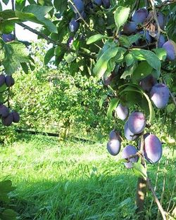 Regionale Zwetschgen