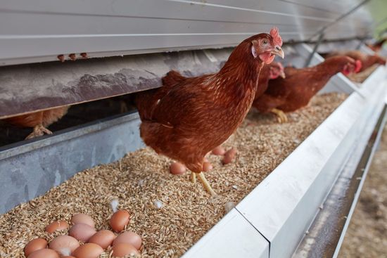 Cibaria Getreidefeld mit Schild