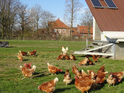 Unsere Hühner sind den ganzen Tag draußen auf der Wiese...
