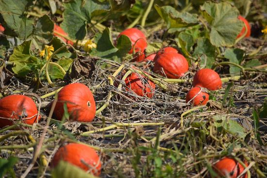 Hokkaido auf dem Acker