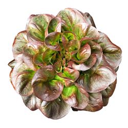 Salanovasalat