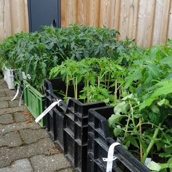 Jungpflanze Minigurke