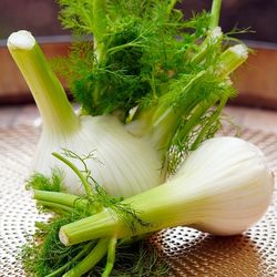 Fenchel