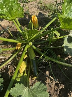 Genussgarten Zucchini