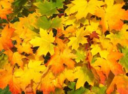 Herbstlaub