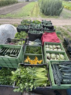 Frische Ernte