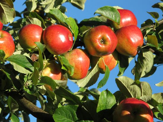 Äpfel am Baum