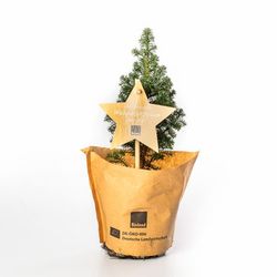 Tisch Weihnachtsbäumchen