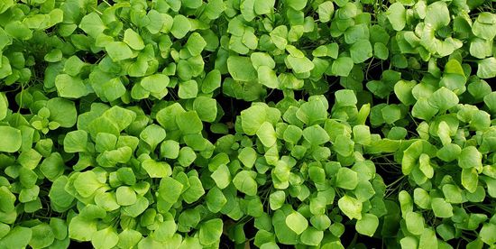 KI generiert: Das Bild zeigt eine dichte Anordnung von frischen, leuchtend grünen Pflanzenblättern. Der Hauptinhalt ist das üppige Blattgrün.