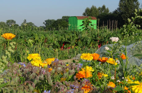 Werden Sie Ihr eigener Bio-Gärtner mit einem unserer Saisongärten...