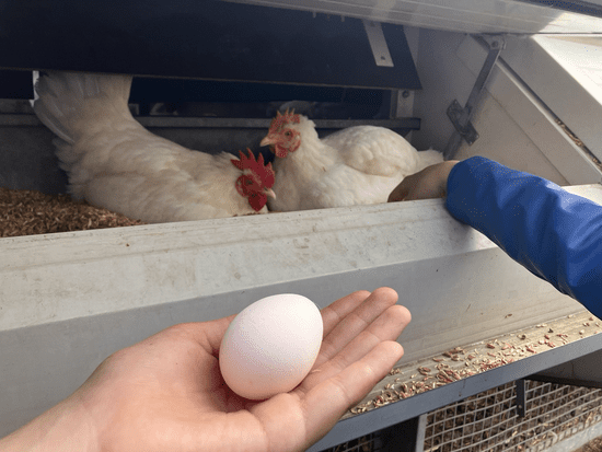 Gesamtschule Münster Mitte