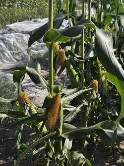 Genussgarten Zucchini