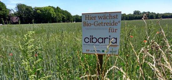 Hier wächst Getreide für Cibaria