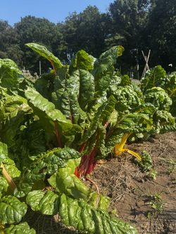 Genussgarten Mangold