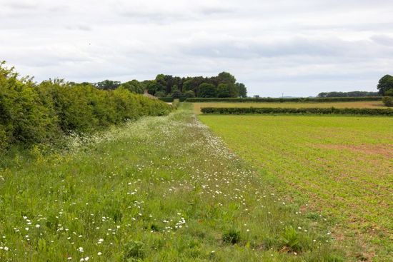 Heckenlandschaft