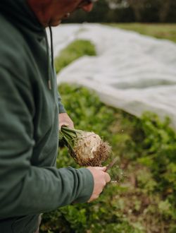 Jörg mit Knollensellerie