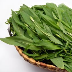 Bärlauch Buchweizen